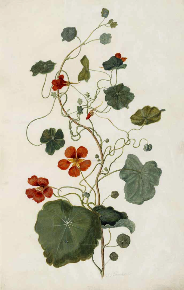 Nasturtium, Indian cress. Tropaeolum majus Moninckx atlas, Moninckx, J., vol. 1: t. 2  (1682)