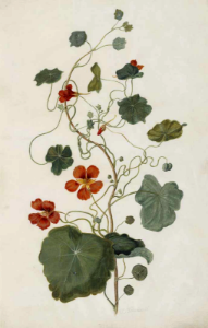Nasturtium, Indian cress. Tropaeolum majus Moninckx atlas, Moninckx, J., vol. 1: t. 2 (1682). Free illustration for personal and commercial use.