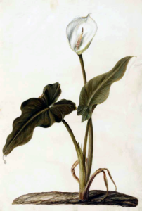 Calla lily. Zantedeschia aethiopica. Moninckx atlas, Moninckx, J., vol. 1: t. 5 (1682). Free illustration for personal and commercial use.