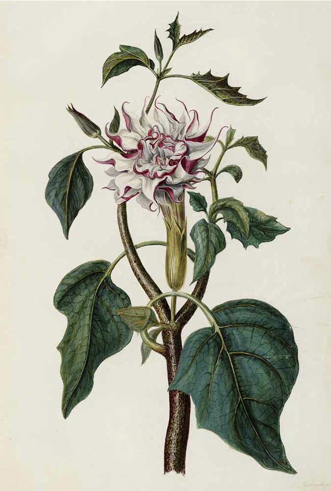 Hindu Datura. Datura metel. Moninckx, J., Moninckx atlas, vol. 1: t. 11 (1682)