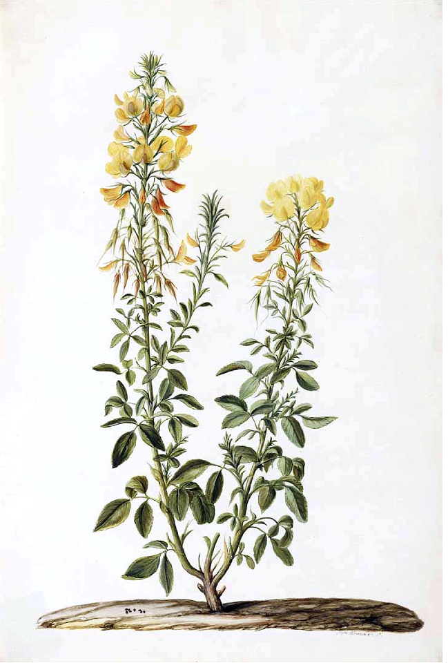 Ononis natrix. Moninckx, J., Moninckx atlas, vol. 1: t. 39 (1682)