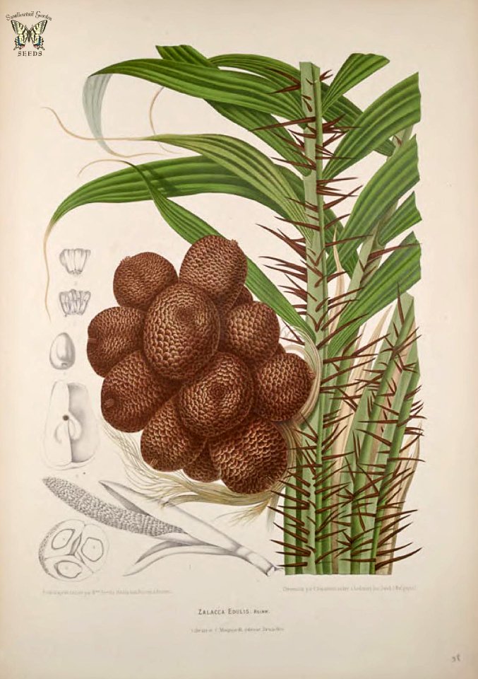 Salak, Snake Fruit. Salacca zalacca [as Salacca edulis] Fleurs, fruits et feuillages choisis de l'ille de Java -peints d'après nature par Berthe Hoola van Nooten (1880)