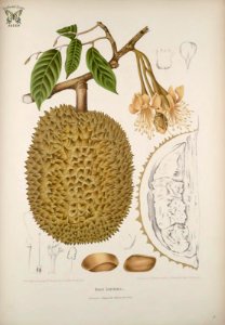 Durian. Durio zibethinus. Fleurs, fruits et feuillages choisis de l'ille de Java -peints d'après nature par Berthe Hoola van Nooten (1880). Free illustration for personal and commercial use.