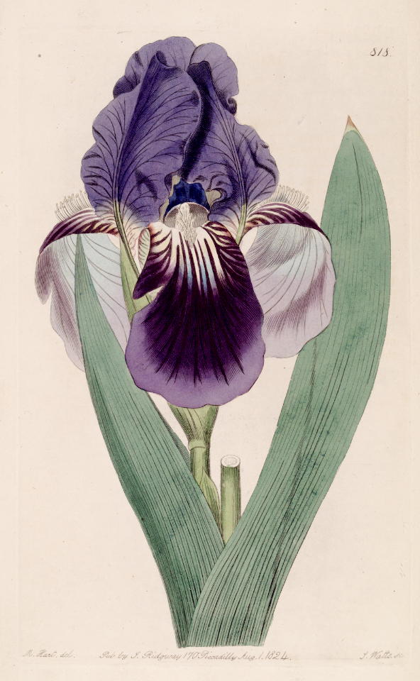 Scented Flag. Iris aphylla. A dwarf bearded iris, used extensively in breeding to bring a shorter stature, and increased winter hardiness into the bearded iris group. Botanical Register, vol. 10 (1824) [M. Hart]