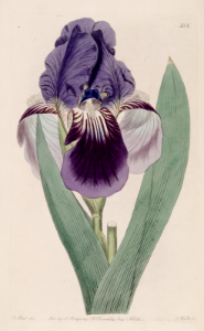 Scented Flag. Iris aphylla. A dwarf bearded iris, used extensively in breeding to bring a shorter stature, and increased winter hardiness into the bearded iris group. Botanical Register, vol. 10 (1824) [M. Hart]