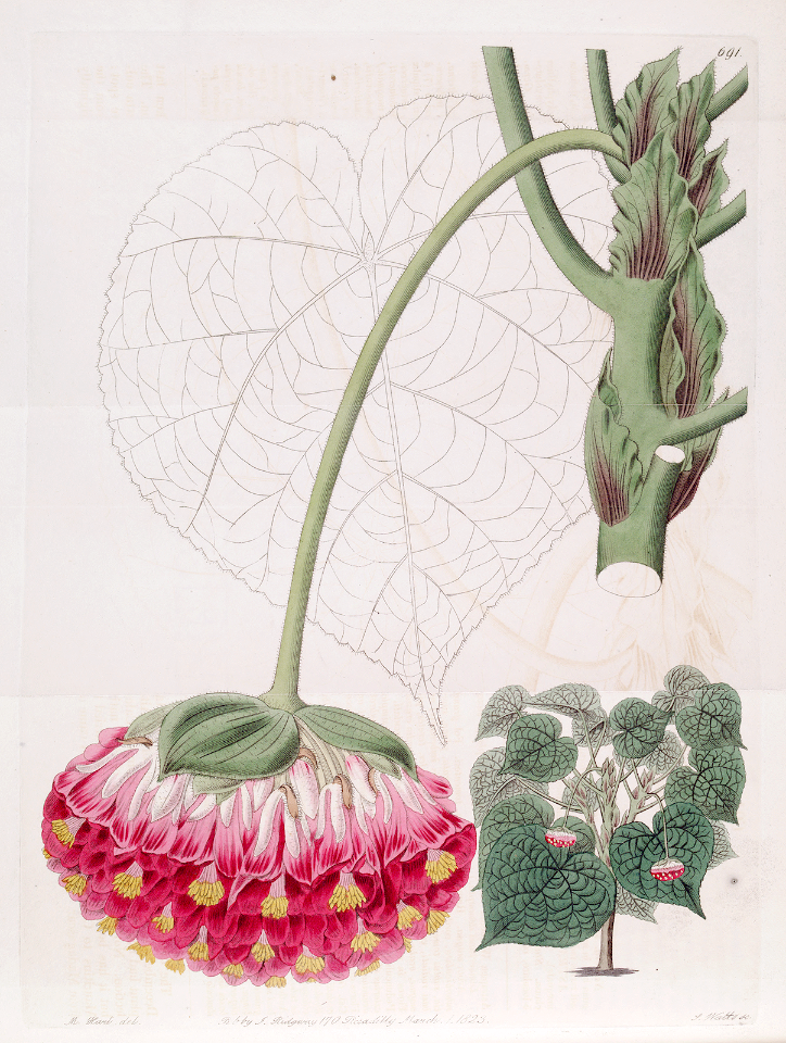 Pink Ball Tree. Araucaria wallichii. Botanical Register, vol. 9 (1823) [M. Hart]