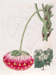 Pink Ball Tree. Araucaria wallichii. Botanical Register, vol. 9 (1823) [M. Hart]