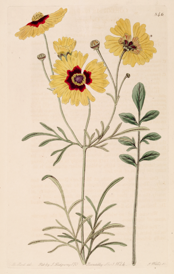 Plaiins Coreopsis. Coreopsis tinctoria. Botanical Register, vol. 10 (1824) [M. Hart]