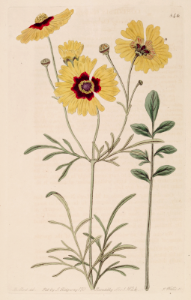 Plaiins Coreopsis. Coreopsis tinctoria. Botanical Register, vol. 10 (1824) [M. Hart]. Free illustration for personal and commercial use.