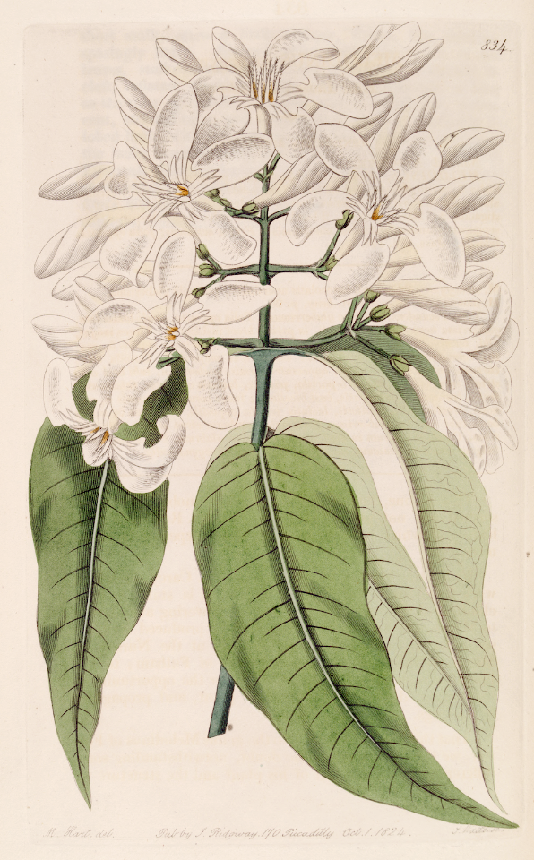Melodinus cochinchinensis. Large, white, extremely fragrant flowers. Shrubby plants. produce apple-sized orange fruit with sweet pulp. Dried root bark has cardiotonic properties.