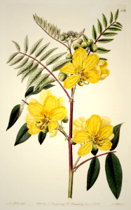 Kala-kasaundil. Cassia purpurea. Twigs are purple, flowers orange to yellow, growth 3-4 feet tall. Native to Pakistan. Botanical Register, vol. 10 (1824) [M. Hart]
