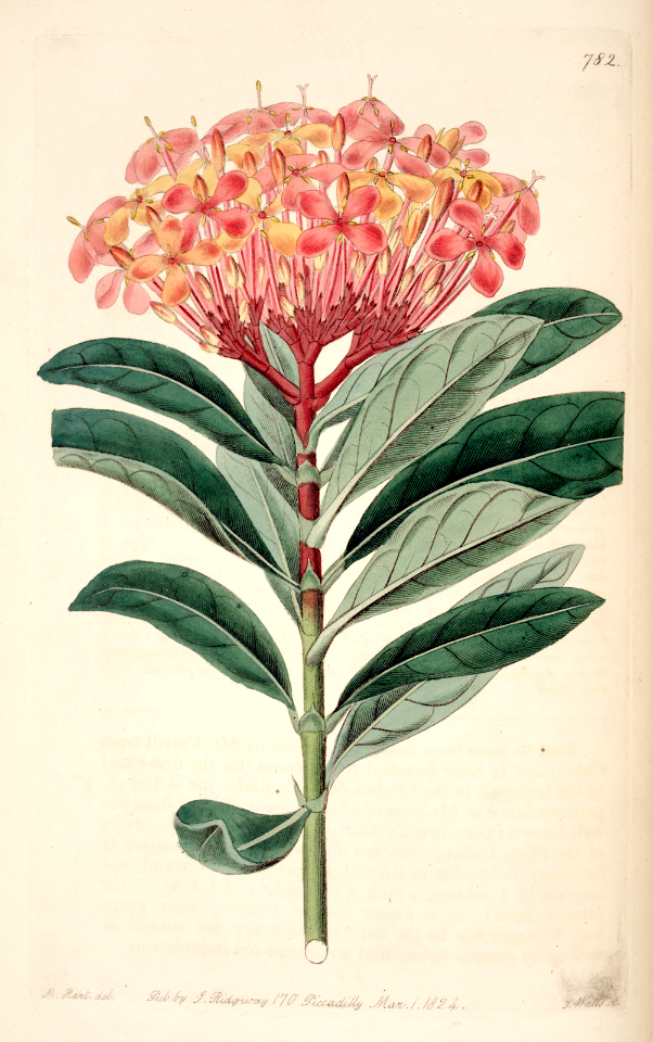 Jungle Geranium. Ixora chinensis. Scarlet tubular flowers in dense clusters nearly all year long. Grows  tp 6 feet tall. Native to India and Sri Lanka, it is very popular in South Florida. Botanical Register, vol. 10-  (1824) [M. Hart]