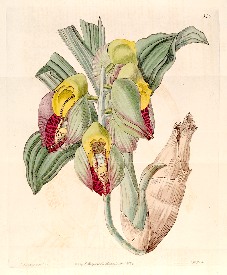Large-fruited Cetasetum, Monkey Goblet (Catasetum macrocarpum) Orchid native to the Caribbean and South America.