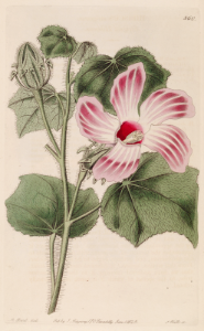 Hibiscus vitifolius. Tropical hibiscus native to India. Gossypin, a flavone isolated from the plant shows great promise in treating a variety of diseases, including some cancers. Botanical Register, vol. 10 (1824) [M. Hart]. Free illustration for personal and commercial use.