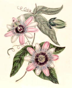 Passion Flower. Passiflora alato-caerulea. Soft pinkish-white-petals, bright blue filaments. Vigorous vines grow to 20 feet tall.