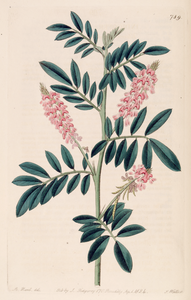 Trailing indigo. Indigofera hendecaphylla. A popular and showy cover crop, it controls erosion, smothers weeds, and fixes nitrogen. Native to Asia and Africa. Botanical Register, vol. 10- (1824) [M. Hart]. Free illustration for personal and commercial use.