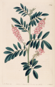Trailing indigo. Indigofera hendecaphylla. A popular and showy cover crop, it controls erosion, smothers weeds, and fixes nitrogen. Native to Asia and Africa. Botanical Register, vol. 10- (1824) [M. Hart]