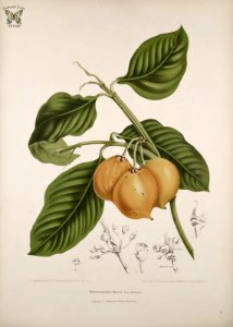 Gourka, Garcinia dulcis [as Xanthochymus dulcis] Fleurs, fruits et feuillages choisis de l'ille de Java -peints d'après nature par Berthe Hoola van Nooten (1880). Free illustration for personal and commercial use.