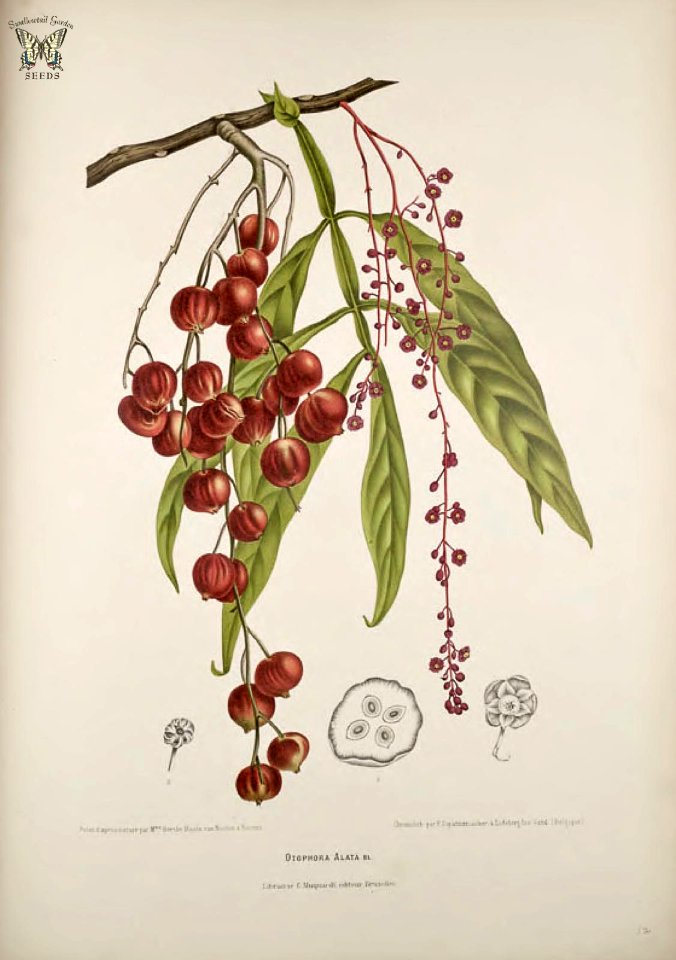 Perupok, Lepisanthes alata [as Otophora alata]   Fleurs, fruits et feuillages choisis de l'ille de Java -peints d'après nature par Berthe Hoola van Nooten (1880)