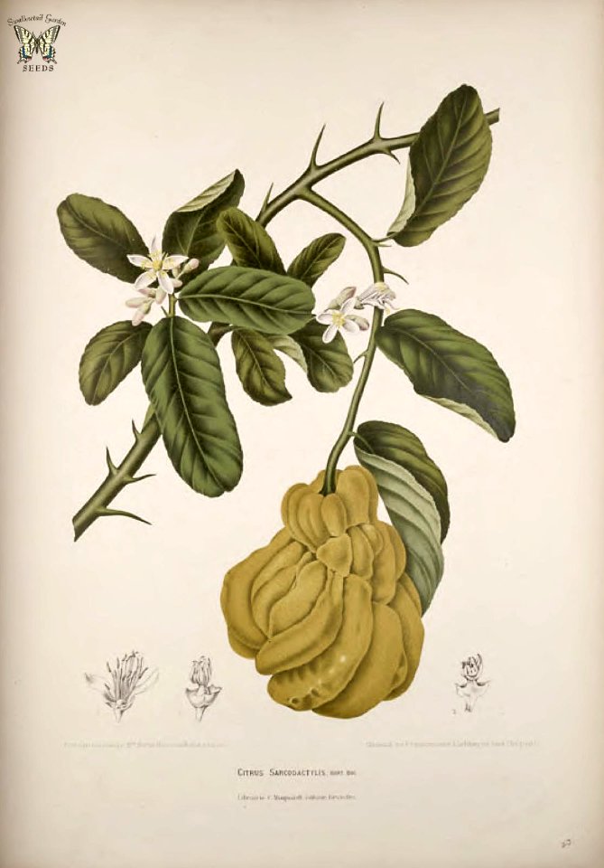 Citron. Citrus medica [as Citrus sarcodactylus]   Fleurs, fruits et feuillages choisis de l'ille de Java -peints d'après nature par Berthe Hoola van Nooten (1880)