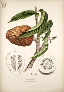 Custard apple, Bullock’s Heart.  Annona reticulata. Fleurs, fruits et feuillages choisis de l'ille de Java -peints d'après nature par Berthe Hoola van Nooten (1880)