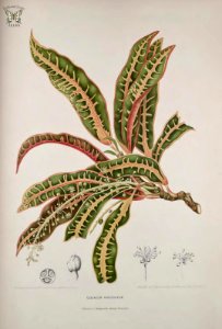 Croton, Codiaeum variegatum. Fleurs, fruits et feuillages choisis de l'ille de Java -peints d'après nature par Berthe Hoola van Nooten (1880). Free illustration for personal and commercial use.