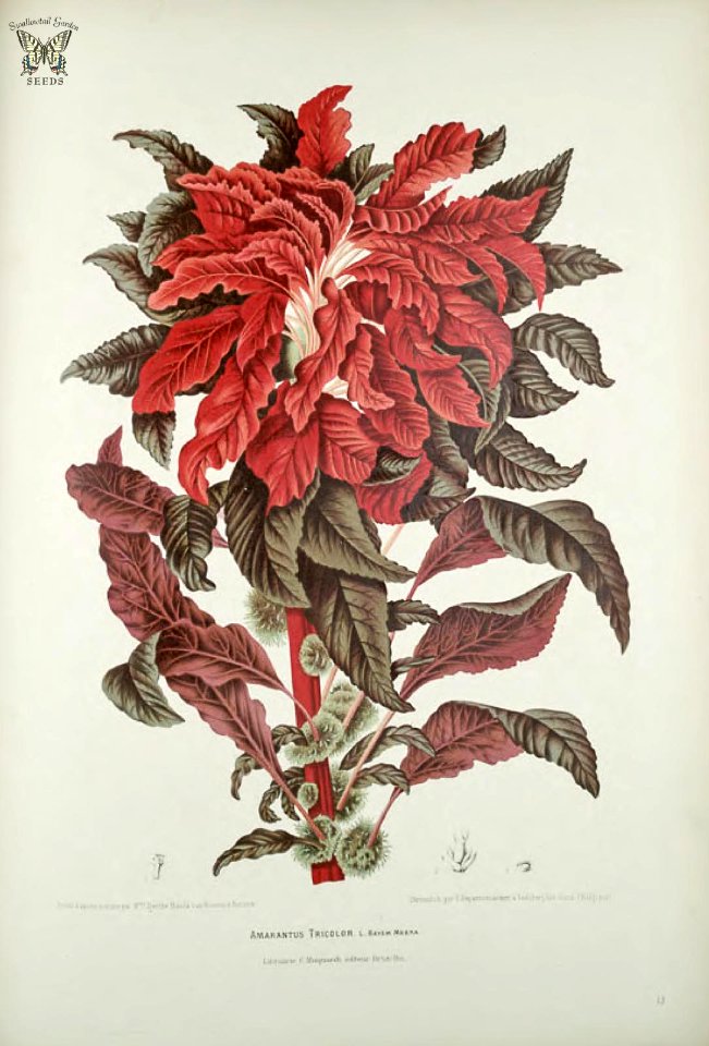 Joseph's Coat, Amaranthus retroflexus. Fleurs, fruits et feuillages choisis de l'ille de Java -peints d'après nature par Berthe Hoola van Nooten (1880)