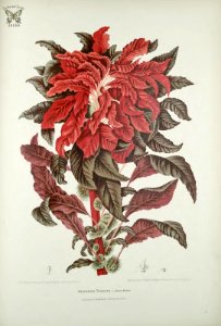 Joseph's Coat, Amaranthus retroflexus. Fleurs, fruits et feuillages choisis de l'ille de Java -peints d'après nature par Berthe Hoola van Nooten (1880). Free illustration for personal and commercial use.