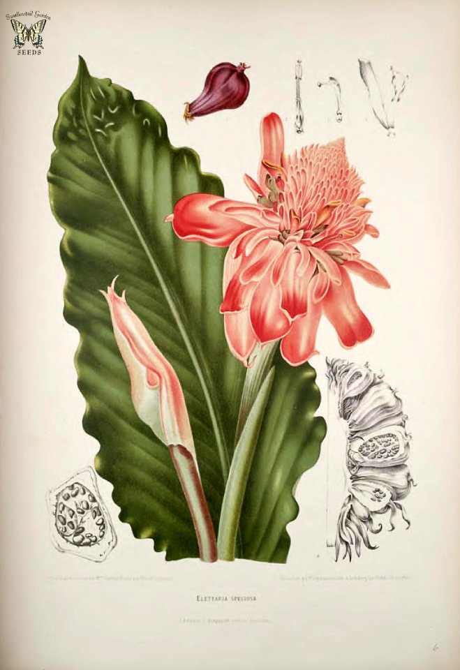 Torch Ginger. Etlingera elatior. Fleurs, fruits et feuillages choisis de l'ille de Java -peints d'après nature par Berthe Hoola van Nooten (1880)