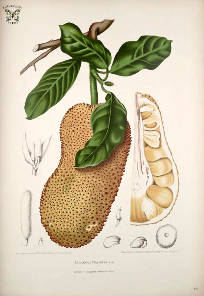 Jack fruit, Chempedak, Nangka. Artocarpus integer [as  Artocarpus polyphemus]  Fleurs, fruits et feuillages choisis de l'ille de Java -peints d'après nature par Berthe Hoola van Nooten (1880)