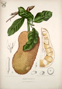 Jack fruit, Chempedak, Nangka. Artocarpus integer [as Artocarpus polyphemus] Fleurs, fruits et feuillages choisis de l'ille de Java -peints d'après nature par Berthe Hoola van Nooten (1880). Free illustration for personal and commercial use.