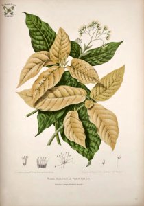 Tree lettuce. Pisonia umbellifera [as Pisonia alba]   Fleurs, fruits et feuillages choisis de l'ille de Java -peints d'après nature par Berthe Hoola van Nooten (1880)