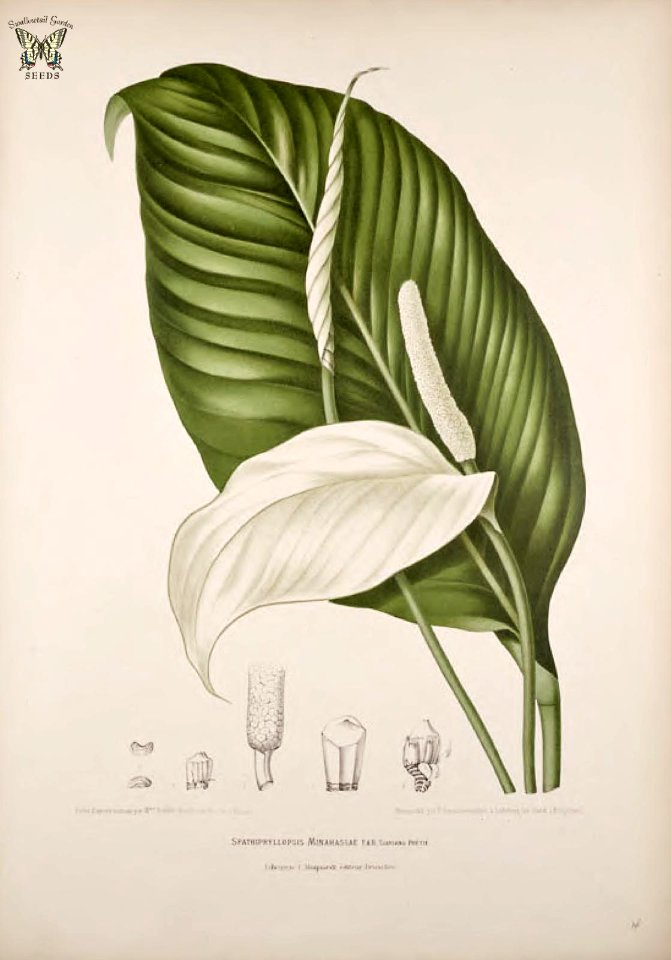 Peace Lily, Spathiphyllum commutatum [as Spathiphyllopsis minahassae]  Fleurs, fruits et feuillages choisis de l'ille de Java -peints d'après nature par Berthe Hoola van Nooten (1880)