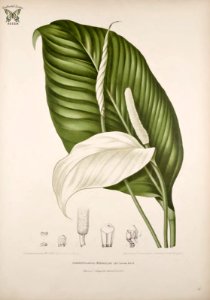 Peace Lily, Spathiphyllum commutatum [as Spathiphyllopsis minahassae] Fleurs, fruits et feuillages choisis de l'ille de Java -peints d'après nature par Berthe Hoola van Nooten (1880). Free illustration for personal and commercial use.