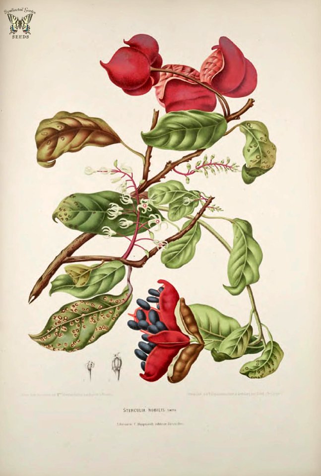 Chinese chestnut, Seven Sisters' Fruit. Sterculia monosperma [as Sterculia nobilis]   Fleurs, fruits et feuillages choisis de l'ille de Java -peints d'après nature par Berthe Hoola van Nooten (1880)