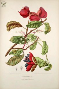 Chinese chestnut, Seven Sisters' Fruit. Sterculia monosperma [as Sterculia nobilis]   Fleurs, fruits et feuillages choisis de l'ille de Java -peints d'après nature par Berthe Hoola van Nooten (1880)