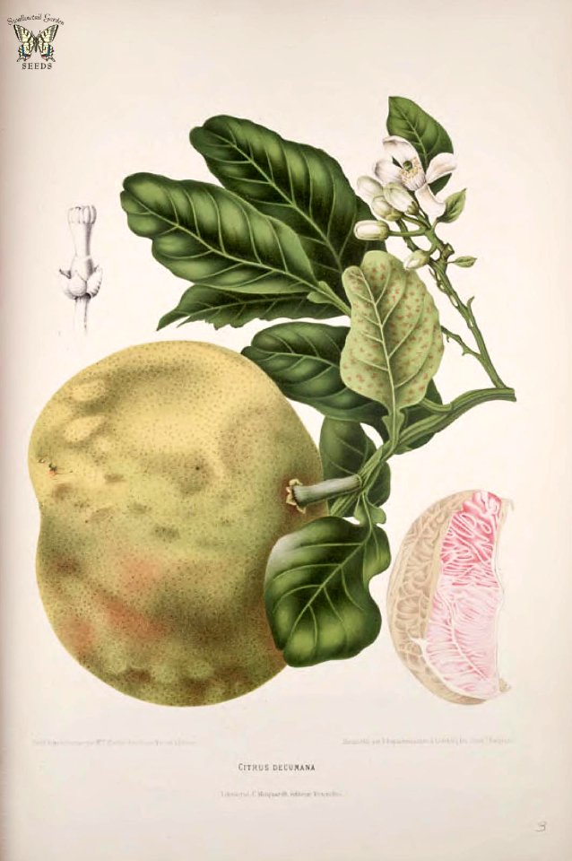 Pummelo, shaddock. Citrus maxima [as Citrus decumana]  Fleurs, fruits et feuillages choisis de l'ille de Java -peints d'après nature par Berthe Hoola van Nooten (1880)