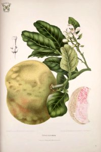 Pummelo, shaddock. Citrus maxima [as Citrus decumana] Fleurs, fruits et feuillages choisis de l'ille de Java -peints d'après nature par Berthe Hoola van Nooten (1880). Free illustration for personal and commercial use.