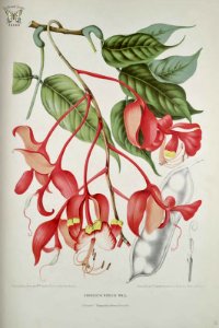 Orchid tree, Pride of India, Queen of flowering trees. Amherstia nobilis. Fleurs, fruits et feuillages choisis de l'ille de Java -peints d'après nature par Berthe Hoola van Nooten (1880). Free illustration for personal and commercial use.