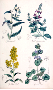 Gromwell (Lithospermum officinale), Wall Germander (Teucrium chamaedrys), Golden Rod (Solidago virgaurea), and Ground Ivy (Glechoma hederacea).. Free illustration for personal and commercial use.