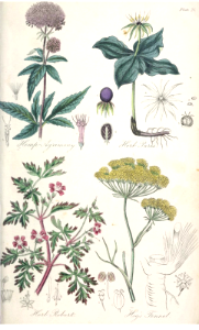 Hemp-Agrimony (Eupatorium cannabinum), Herb Paris (Paris quadrifolia), Herb Robert (Geranium robertianum), and Hogs-Fennel (Peucedanum officinale).