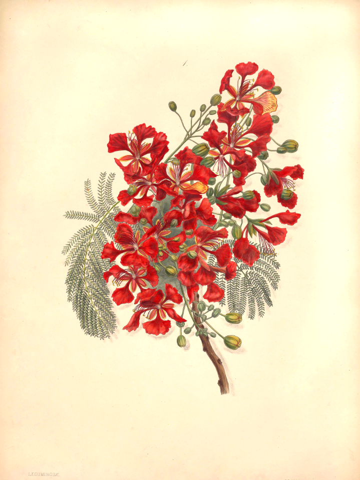 Royal Poinciana, Flame tree, Gulmohar. Delonix regia [as Poinciana regia] Fleurs, fruits et feuillages choisis de l'ille de Java -peints d'après nature par Berthe Hoola van Nooten (1880)
