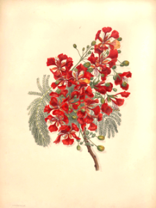 Royal Poinciana, Flame tree, Gulmohar. Delonix regia [as Poinciana regia] Fleurs, fruits et feuillages choisis de l'ille de Java -peints d'après nature par Berthe Hoola van Nooten (1880)