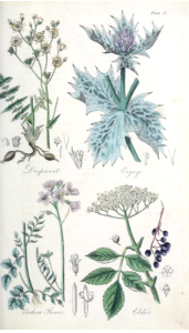 Dropwort (Filipendula vulgaris), Eryngo (Eryngium maritimum), Cuckow Flower (Cardamine pratensis), and Elder (Sambacus nigra).. Free illustration for personal and commercial use.