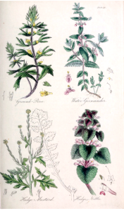 Ground Pine (Ajuga chamaepitys), Water-Germander (Teucrium scordium), Hedge-Mustard (Sisymbrium officinale), and Hedge Nettle (Lamium purpureum).