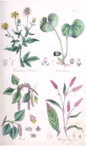 Common Avens (Geum urbanum), Asarabacca (Asarum europaeum), Birch (Betula pubescens), and Biting Persicaria (Persicaria hydropiper).
