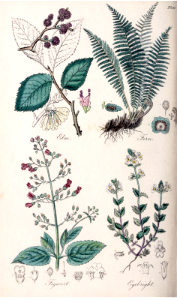 Elm (Ulmus glabra), Fern (Dryopteris filix-mas), Water Figwort (Scrophularia umbrosa), and Eyebright (Euphrasia officinalis).
