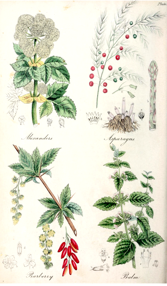 Alexanders (Smyrnium olusatrum), Asparagus (Asparagus officinalis), Barberry (Berberis vulgaris), and Balm (Melissa officinalis).