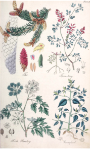Fir (Picea abies ), Fumitory (Fumaria officinalis), Fools Parsley (Aethusa cynapium), and Goosefoot (Chenopodium vulvaria).