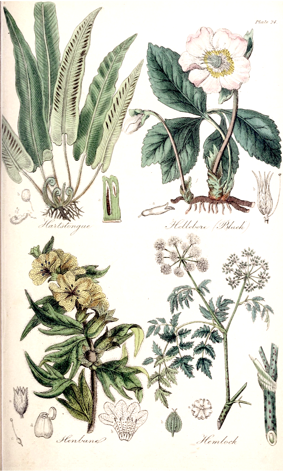 Hartstongue (Asplenium scolopendrium), Hellebore, Black (Helleborus niger), Henbane (Hyoscyamus niger), and Hemlock (Conium maculatum).
